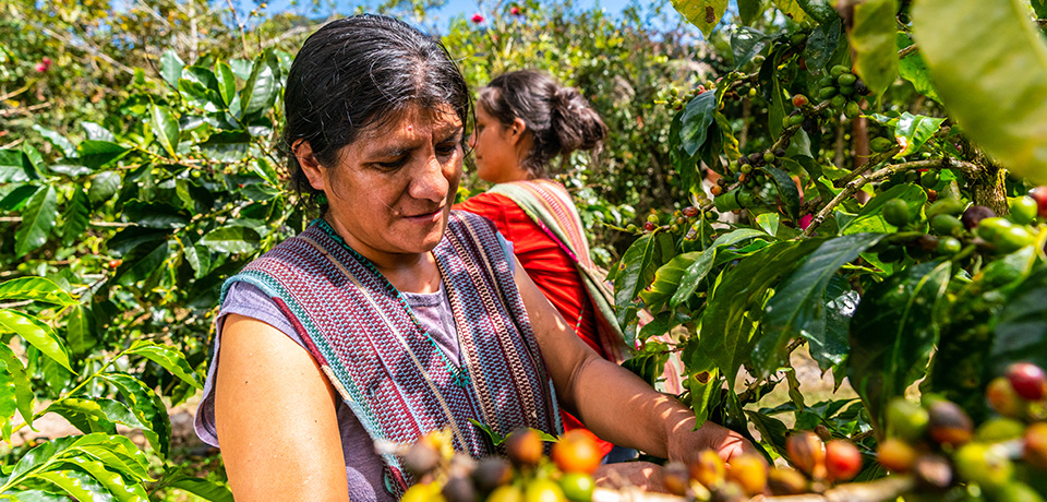 Changing Lives with Co-operative Coffee